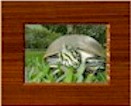 turtle pictures