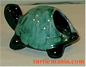 turtle picture 10