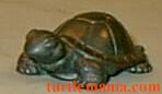 455 turtle pictures 