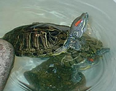 turtle photo