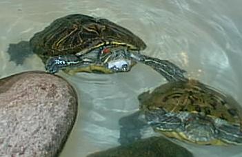 turtles eating