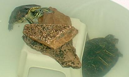 turtle rock