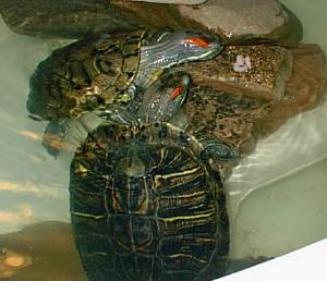 turtle photo