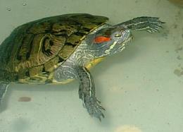 turtle photo