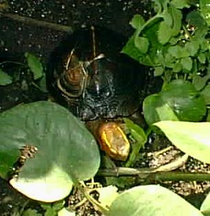 oct turtle pictures